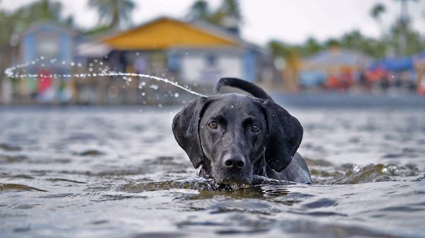 /images/uploads/southeast german shorthaired pointer rescue/segspcalendarcontest2021/entries/21880thumb.jpg